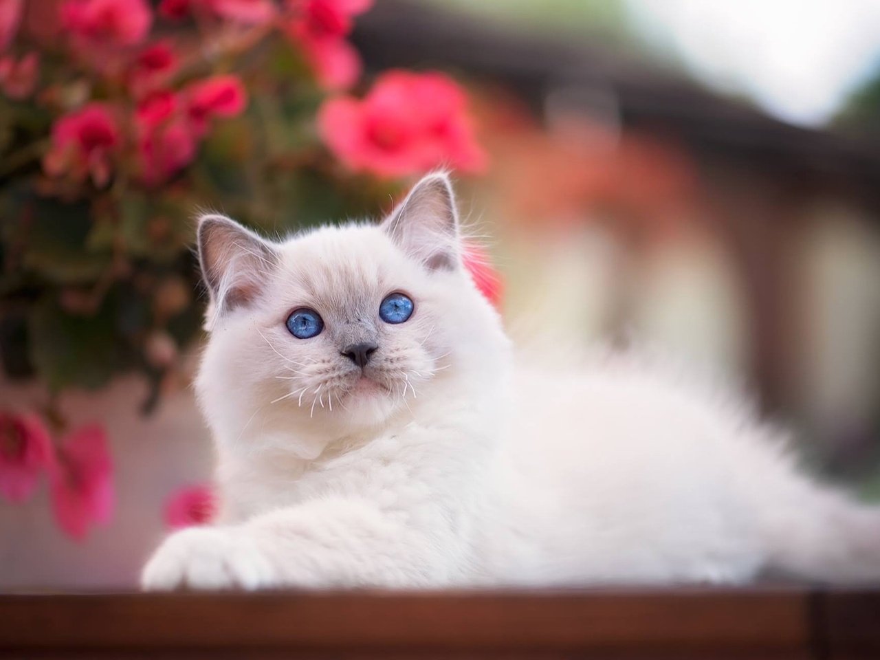 Обои взгляд, котенок, малыш, голубые глаза, боке, рэгдолл, look, kitty, baby, blue eyes, bokeh, ragdoll разрешение 1920x1279 Загрузить