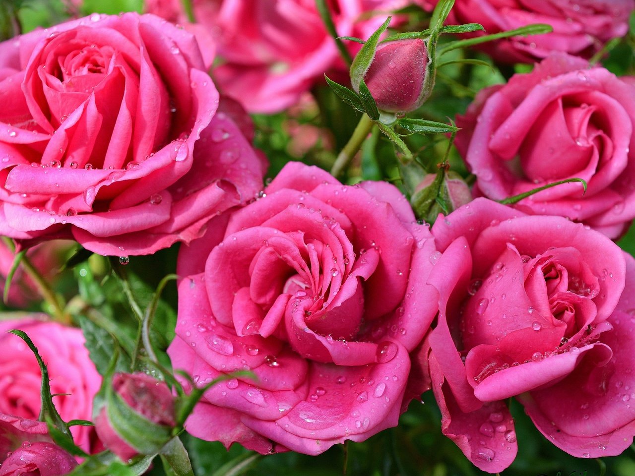 Обои цветы, капли, розы, розовые, розовые розы, flowers, drops, roses, pink, pink roses разрешение 3000x1920 Загрузить