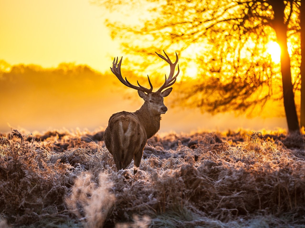 Обои лес, олень, закат, оленей, forest, deer, sunset разрешение 5416x3610 Загрузить