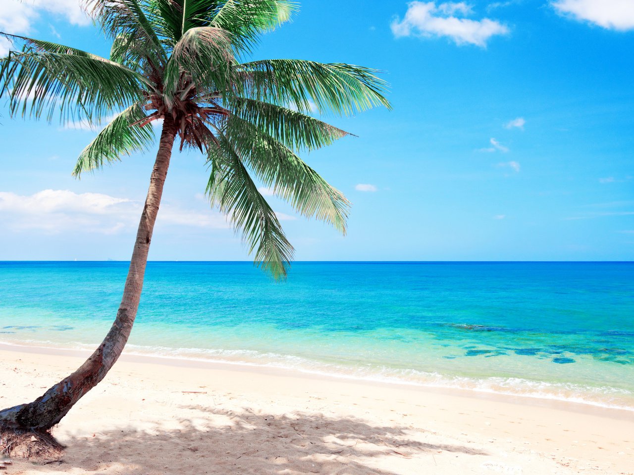 Обои море, пляж, пальма, отдых, тропики, sea, beach, palma, stay, tropics разрешение 5000x2813 Загрузить