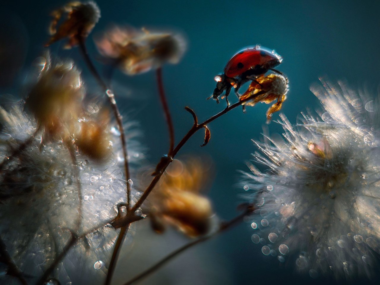 Обои вода, ветка, макро, божья коровка, коровка, божья, water, branch, macro, ladybug, of god разрешение 2560x1600 Загрузить