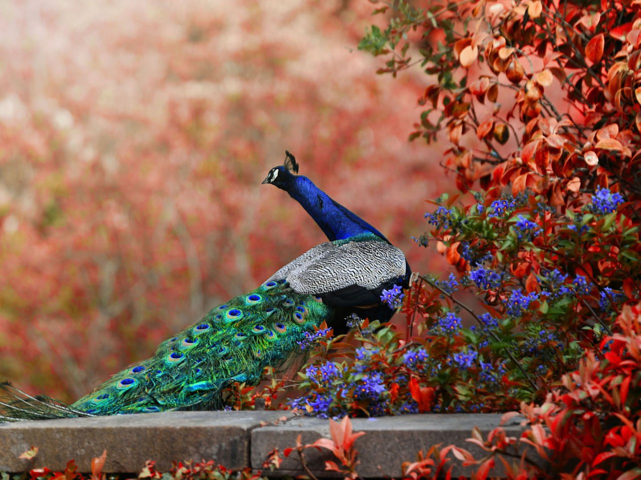 Обои цветы, птица, павлин, хвост, боке, flowers, bird, peacock, tail, bokeh разрешение 2048x1152 Загрузить
