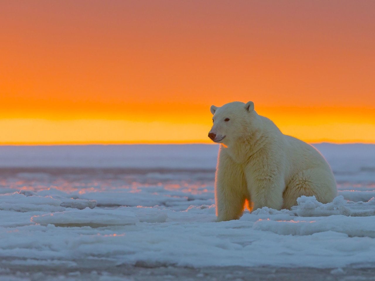 Обои закат, лёд, белый медведь, аляска, sunset, ice, polar bear, alaska разрешение 3720x2480 Загрузить