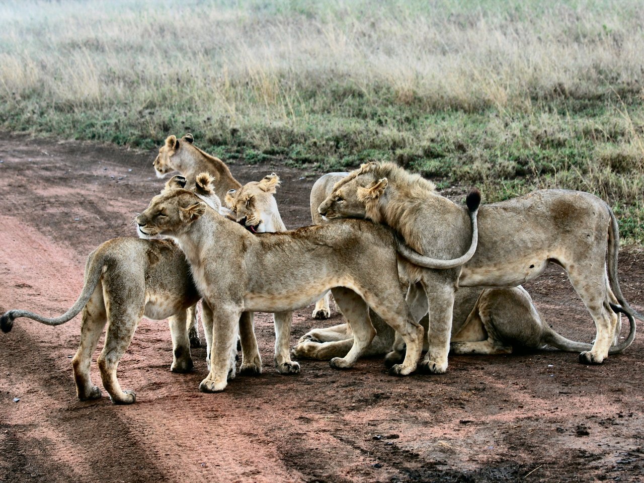 Обои животные, хищник, львы, львята, animals, predator, lions, the cubs разрешение 5184x3456 Загрузить
