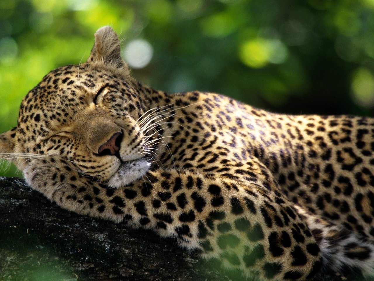 Обои животные, леопард, дикие кошки, спящий леопард, animals, leopard, wild cats, sleeping leopard разрешение 1920x1080 Загрузить