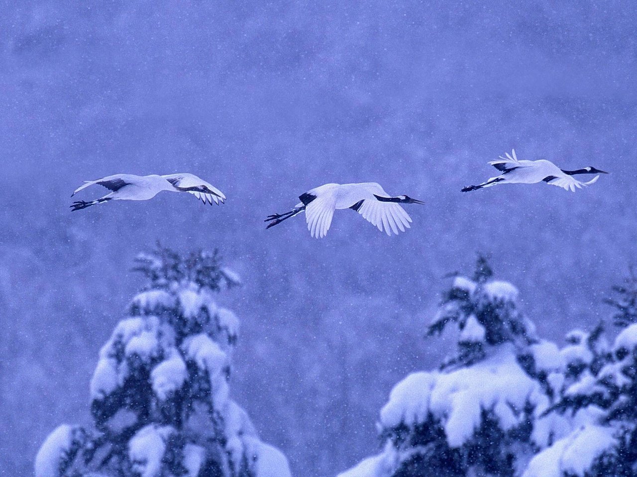 Обои природа, зима, птицы, журавль, японский, nature, winter, birds, crane, japanese разрешение 1920x1080 Загрузить