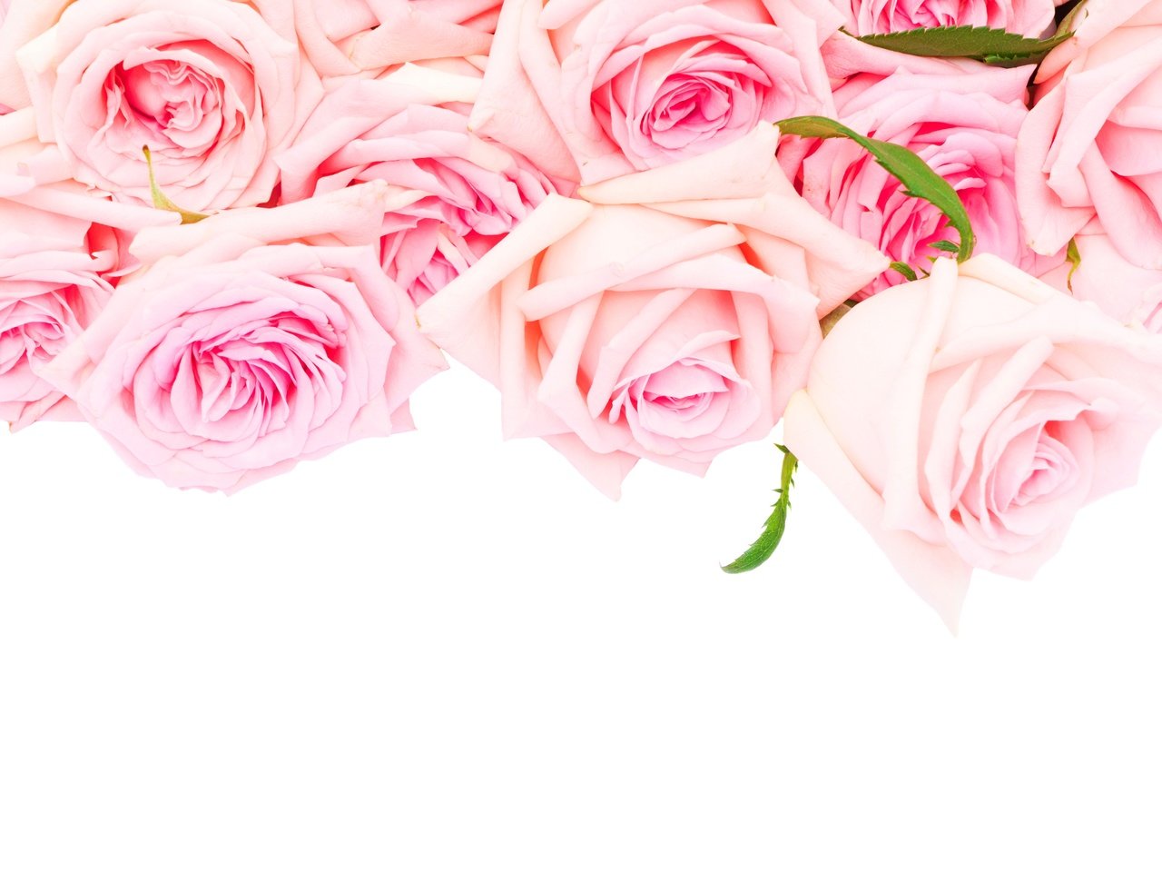Обои розы, романтик,  цветы, розовые розы, роз, влюбленная, пинк, roses, romantic, flowers, pink roses, love, pink разрешение 6000x3600 Загрузить