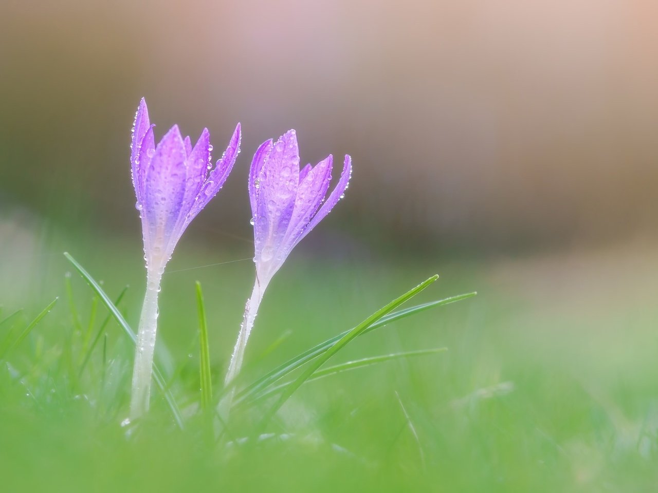 Обои цветы, макро, весна, крокусы, flowers, macro, spring, crocuses разрешение 2048x1365 Загрузить