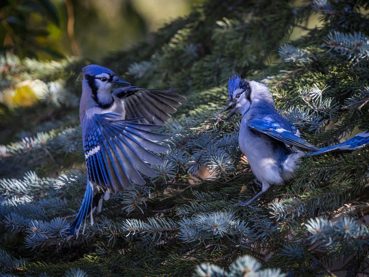 Обои природа, хвоя, ветки, птицы, ель, пара, сойка, голубая сойка, nature, needles, branches, birds, spruce, pair, jay, blue jay разрешение 2048x1365 Загрузить