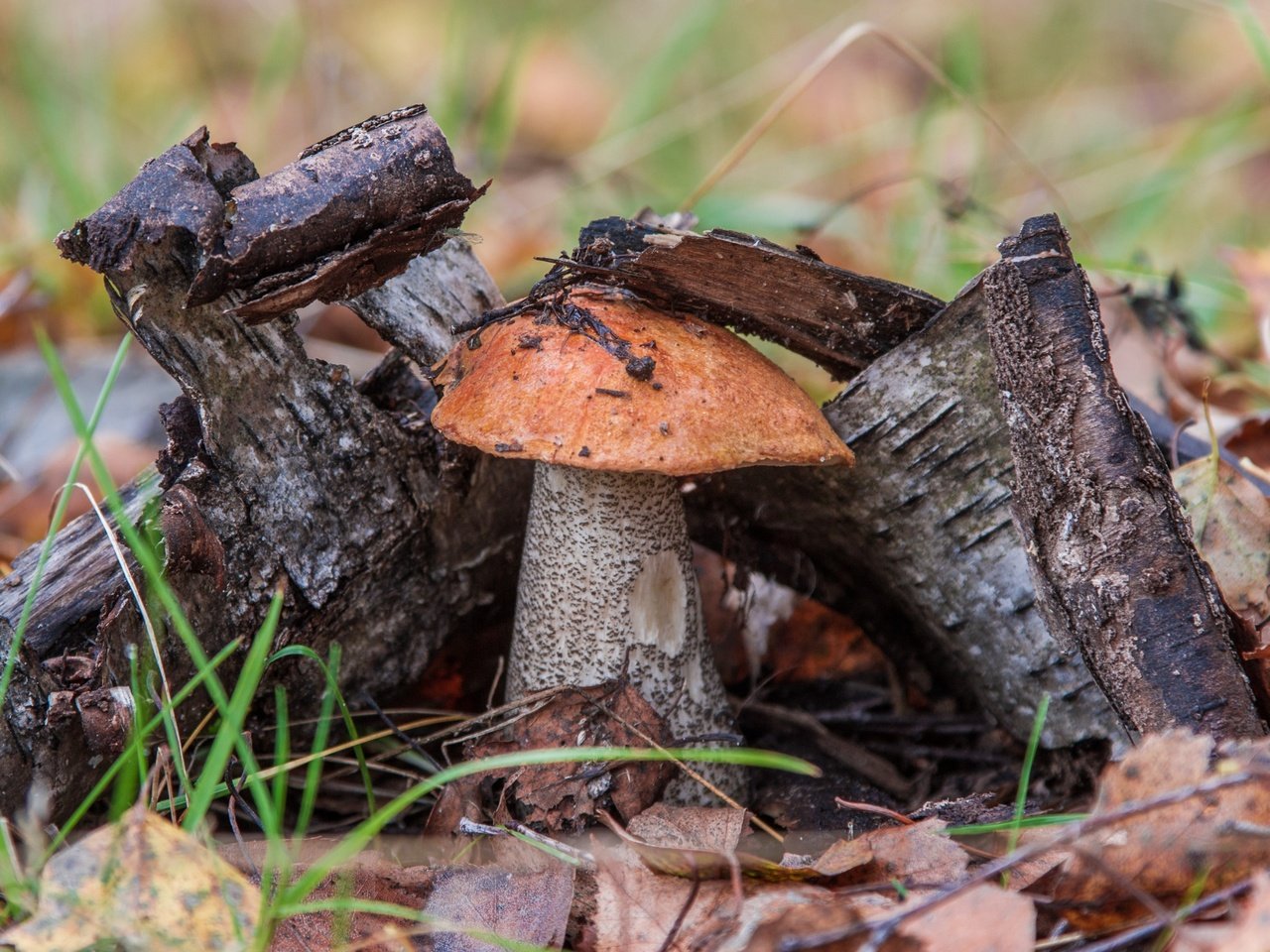 Обои трава, природа, дерево, гриб, подосиновик, осенние листья, grass, nature, tree, mushroom, boletus, autumn leaves разрешение 3000x2000 Загрузить