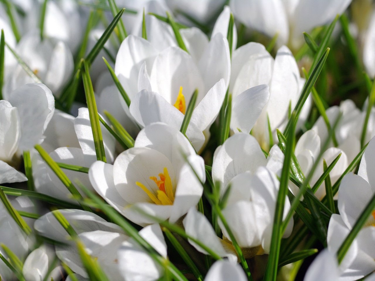 Обои цветы, макро, белый, крокусы, шафран, flowers, macro, white, crocuses, saffron разрешение 2232x1484 Загрузить