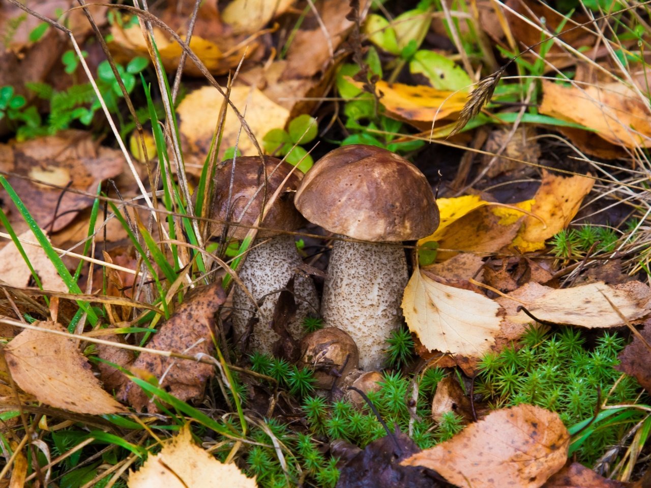 Обои природа, листья, грибы, подосиновики, nature, leaves, mushrooms, aspen разрешение 2400x1600 Загрузить