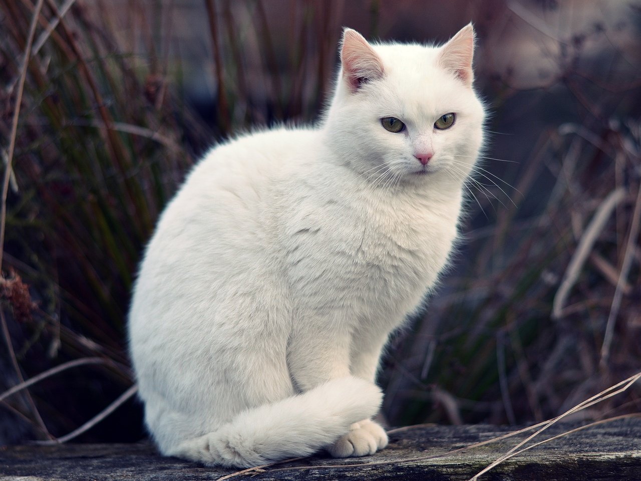 Обои трава, кот, мордочка, кошка, взгляд, белая, боке, grass, cat, muzzle, look, white, bokeh разрешение 3000x2000 Загрузить