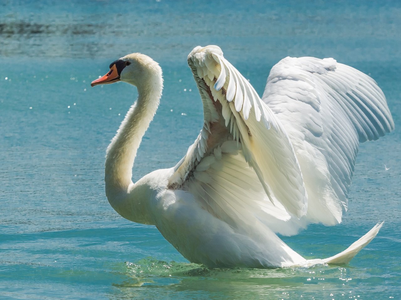 Обои вода, крылья, птица, лебедь, размах, water, wings, bird, swan, the scope разрешение 5163x3442 Загрузить