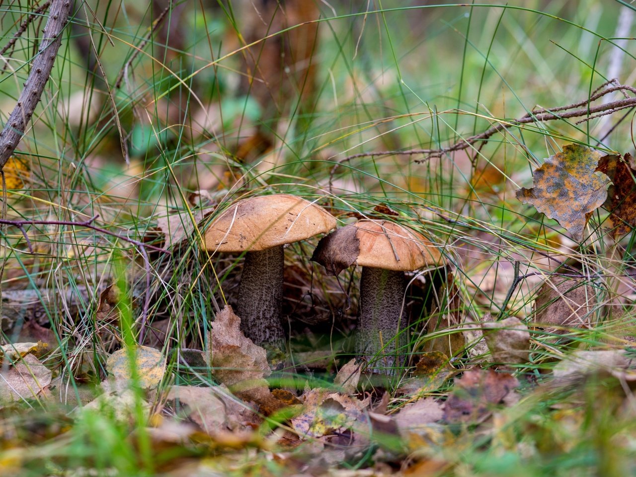 Обои природа, лес, грибы, гриб, подосиновики, осенние листья, nature, forest, mushrooms, mushroom, aspen, autumn leaves разрешение 2400x1600 Загрузить