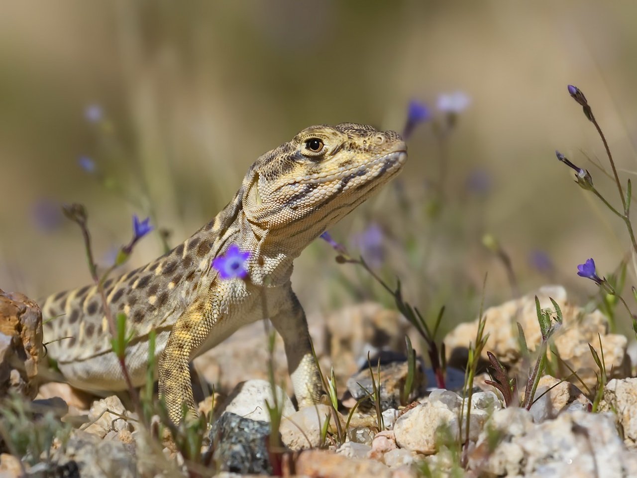 Обои цветы, природа, камни, фон, ящерица, flowers, nature, stones, background, lizard разрешение 1920x1152 Загрузить