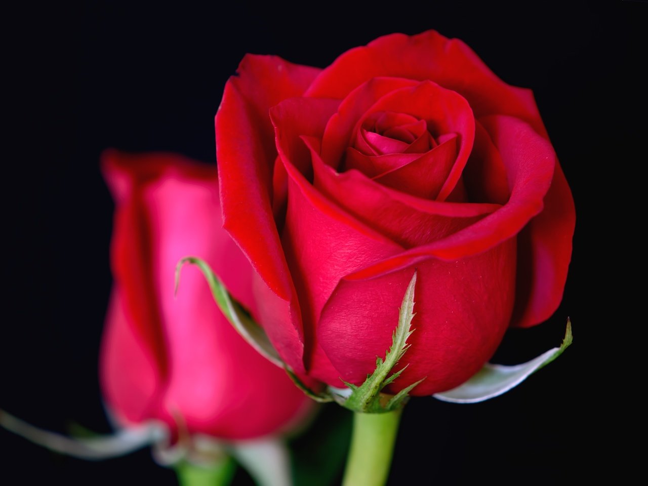 Обои цветы, макро, розы, бутон, flowers, macro, roses, bud разрешение 3600x2400 Загрузить