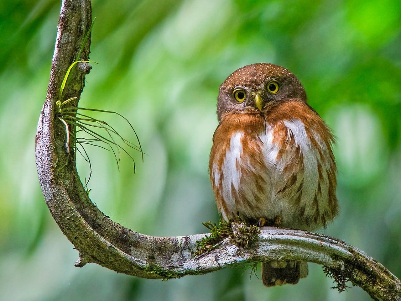 Обои сова, ветка, птица, сыч, воробьиный сыч, owl, branch, bird, pygmy owl разрешение 1920x1080 Загрузить