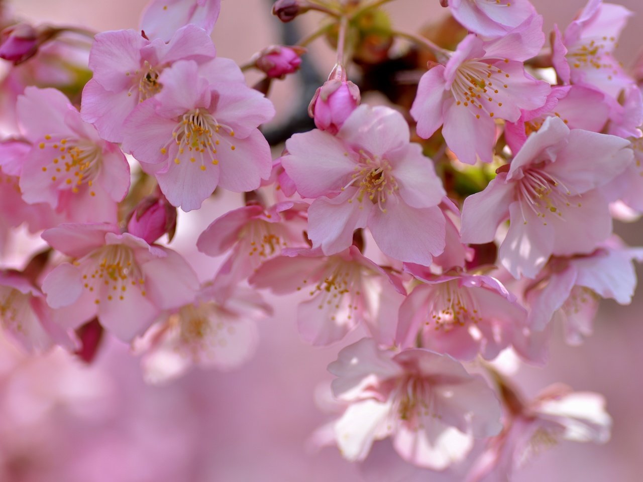 Обои дерево, цветение, лепестки, весна, сакура, tree, flowering, petals, spring, sakura разрешение 3000x2140 Загрузить