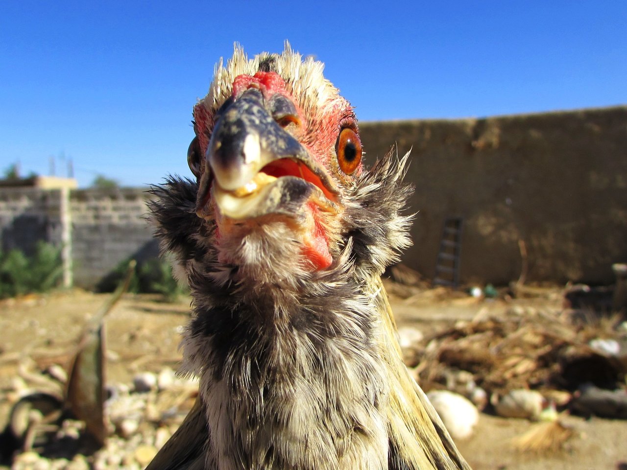 Обои небо, птица, курица, голубое небо, птаха, куриное мясо, the sky, bird, chicken, blue sky разрешение 3000x1687 Загрузить