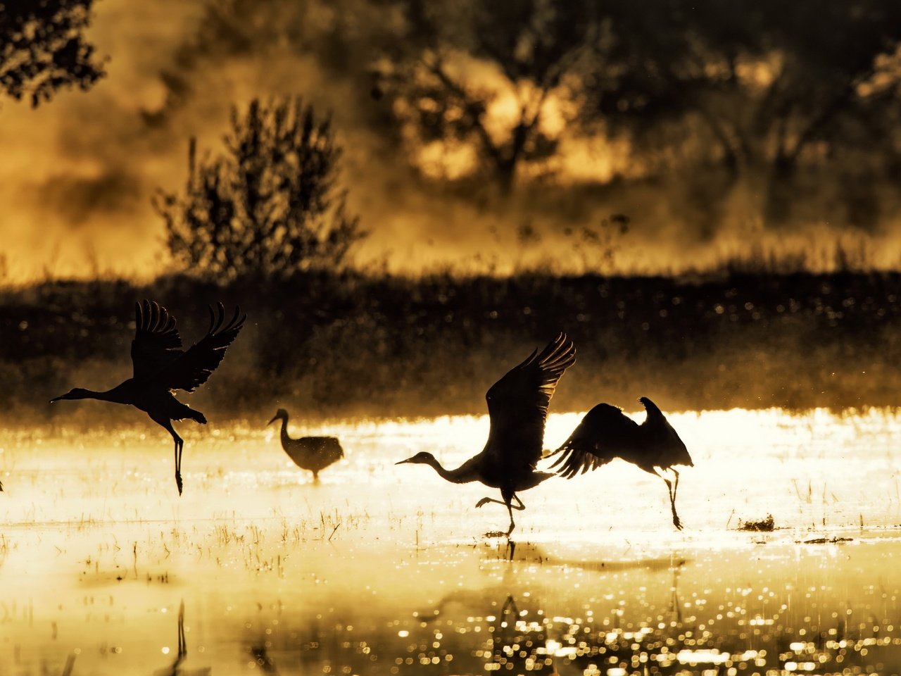 Обои озеро, утро, туман, крылья, птицы, солнечный свет, lake, morning, fog, wings, birds, sunlight разрешение 2703x1440 Загрузить