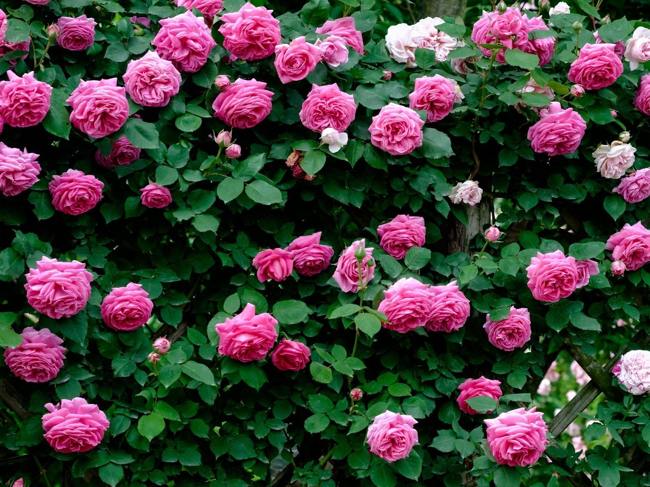 Обои цветы, розы, лепестки, розовые, flowers, roses, petals, pink разрешение 2048x1365 Загрузить