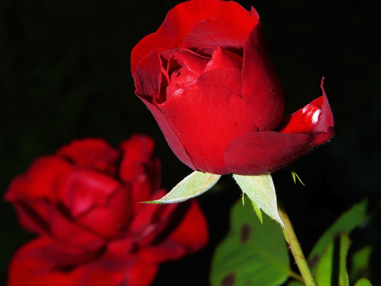 Обои цветы, макро, розы, красные, kapa65, flowers, macro, roses, red разрешение 3144x3466 Загрузить