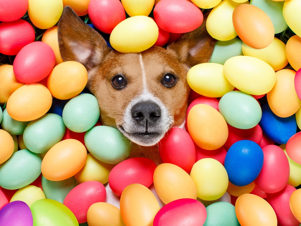 Обои взгляд, собака, пасха, яйца крашеные, look, dog, easter, the painted eggs разрешение 6720x4480 Загрузить