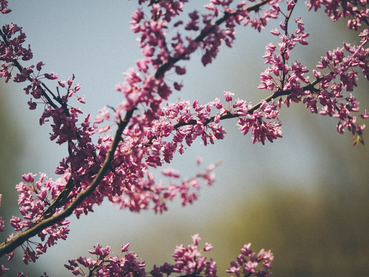 Обои цветы, дерево, цветение, макро, весна, karl fredrickson, flowers, tree, flowering, macro, spring разрешение 5616x3744 Загрузить