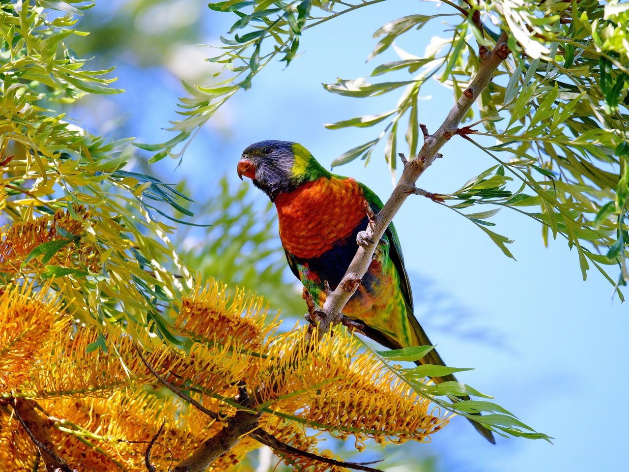 Обои цветы, дерево, птица, попугай, flowers, tree, bird, parrot разрешение 2048x1365 Загрузить