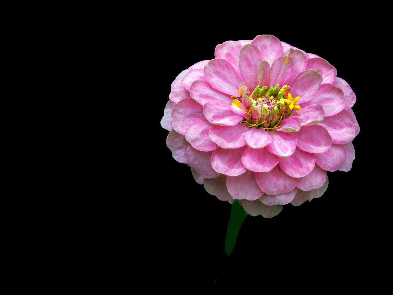 Обои фон, цветок, розовый, цинния, background, flower, pink, zinnia разрешение 4444x3052 Загрузить