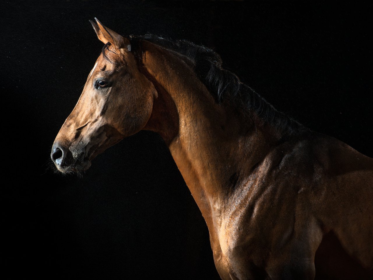 Обои лошадь, животные, черный фон, конь, horse, animals, black background разрешение 4256x2832 Загрузить