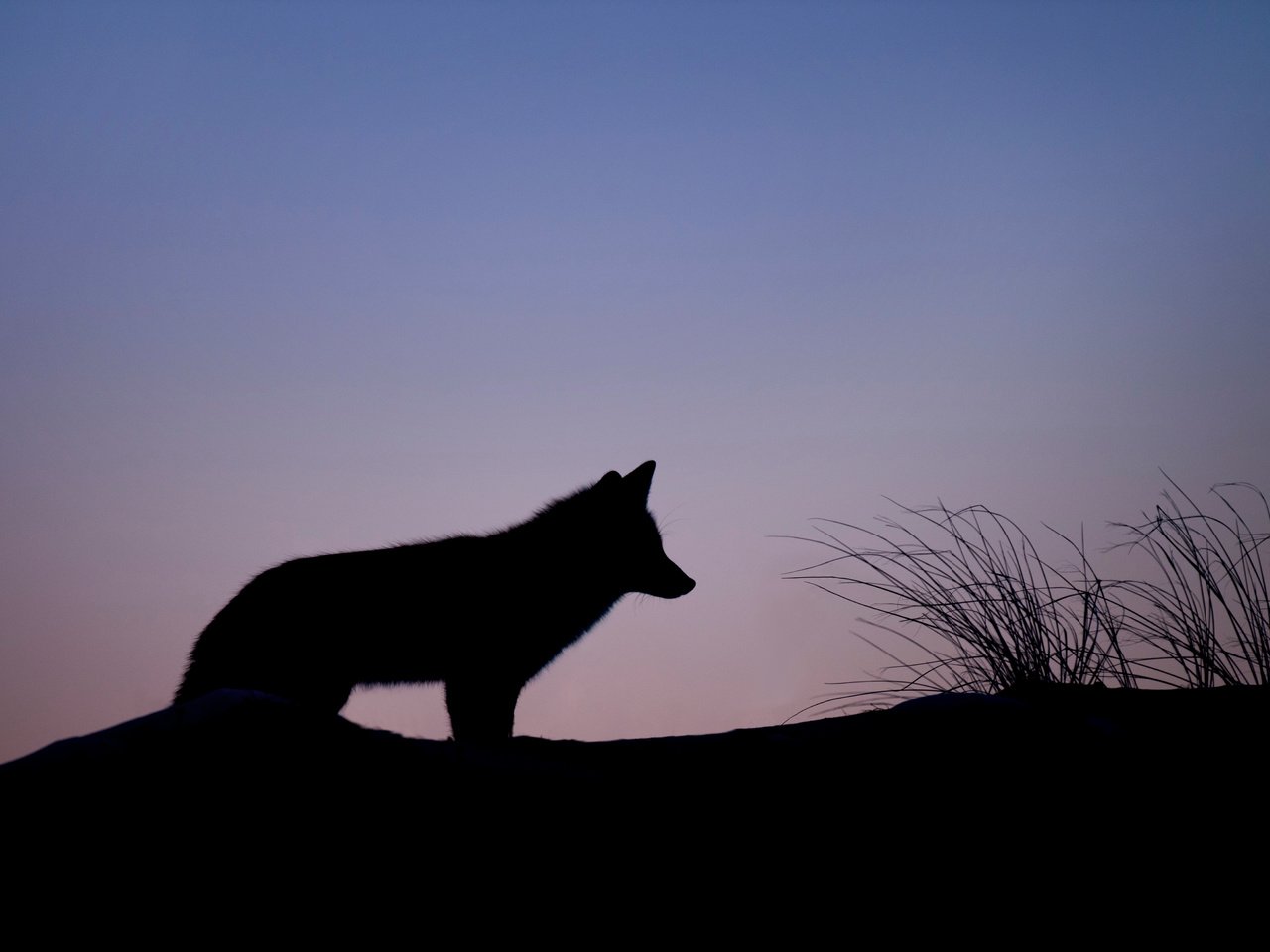 Обои небо, трава, животные, силуэт, тени, волк, ray hennessy, the sky, grass, animals, silhouette, shadows, wolf разрешение 4577x3046 Загрузить