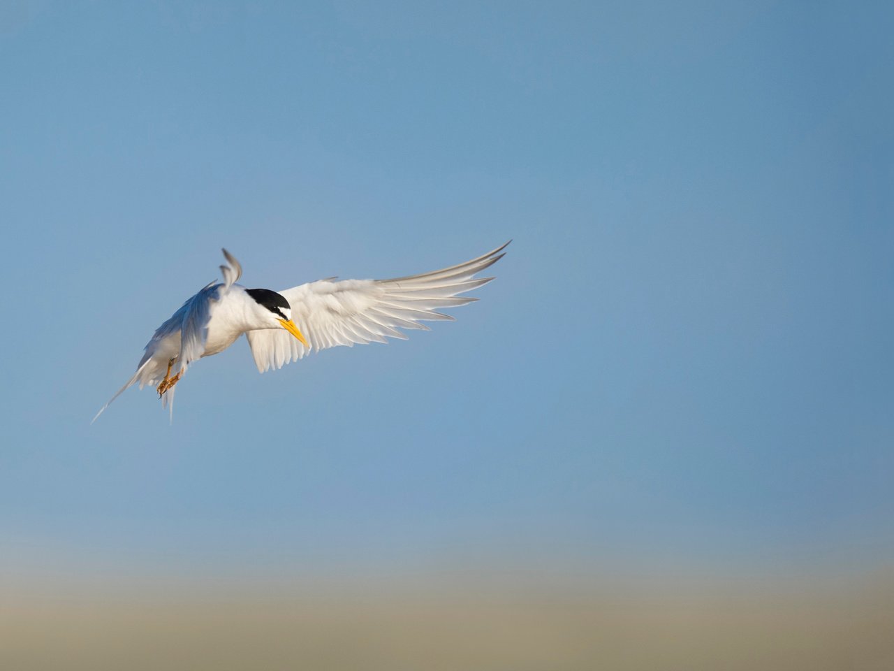 Обои небо, полет, птица, животное, ray hennessy, the sky, flight, bird, animal разрешение 3437x2287 Загрузить