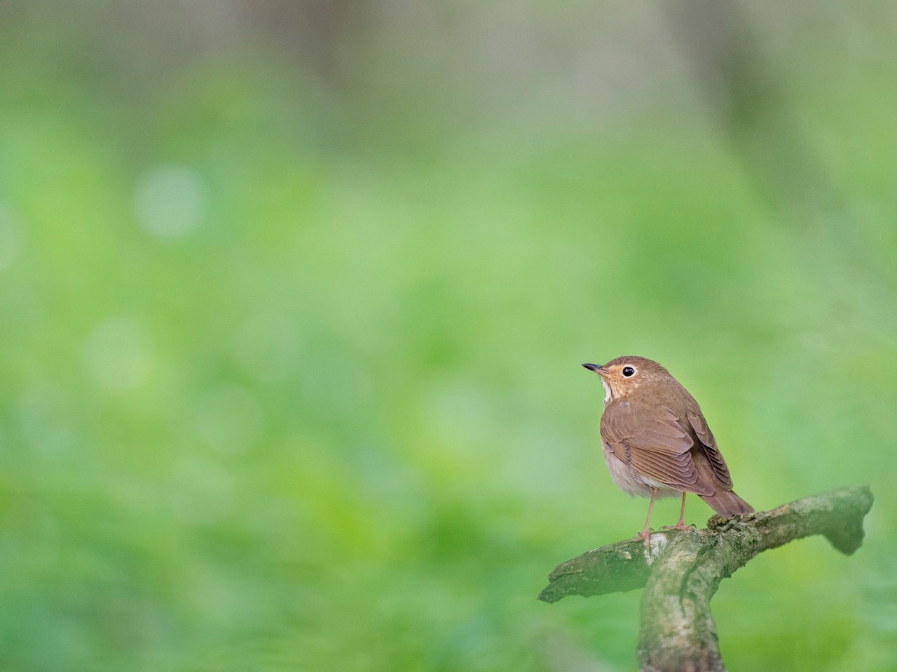 Обои природа, лес, размытость, птица, животное, боке, ray hennessy, nature, forest, blur, bird, animal, bokeh разрешение 4028x2681 Загрузить