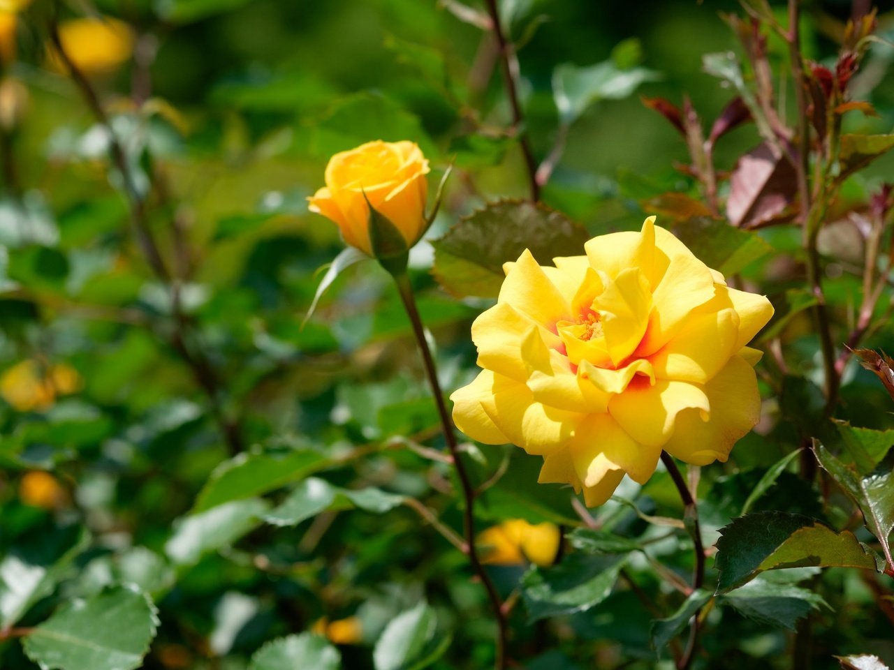 Обои цветы, бутоны, роза, желтые, flowers, buds, rose, yellow разрешение 2048x1365 Загрузить