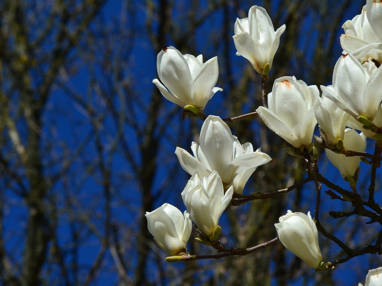 Обои цветы, цветение, ветки, весна, магнолия, flowers, flowering, branches, spring, magnolia разрешение 2048x1365 Загрузить