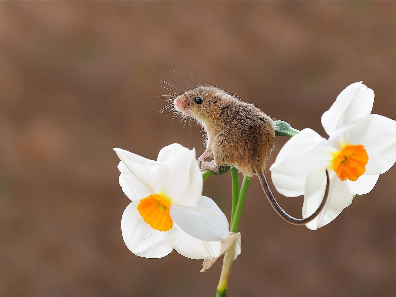 Обои фон, цветок, мышь, нарцисс, мышка, грызун, harvest mouse, мышь-малютка, background, flower, mouse, narcissus, rodent, the mouse is tiny разрешение 1920x1226 Загрузить