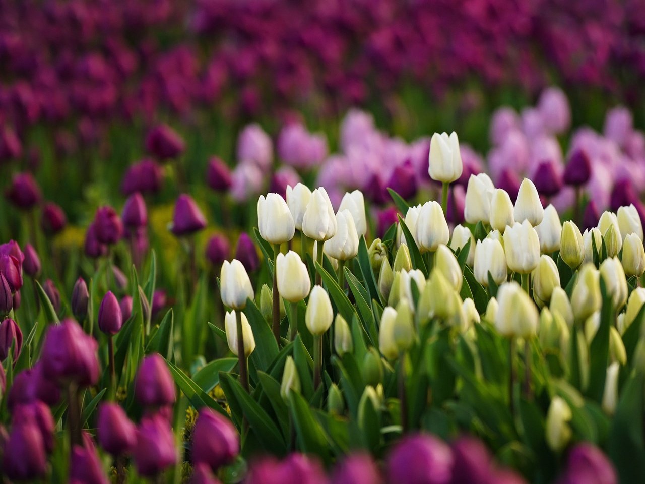 Обои цветы, бутоны, лепестки, весна, тюльпаны, flowers, buds, petals, spring, tulips разрешение 2048x1260 Загрузить