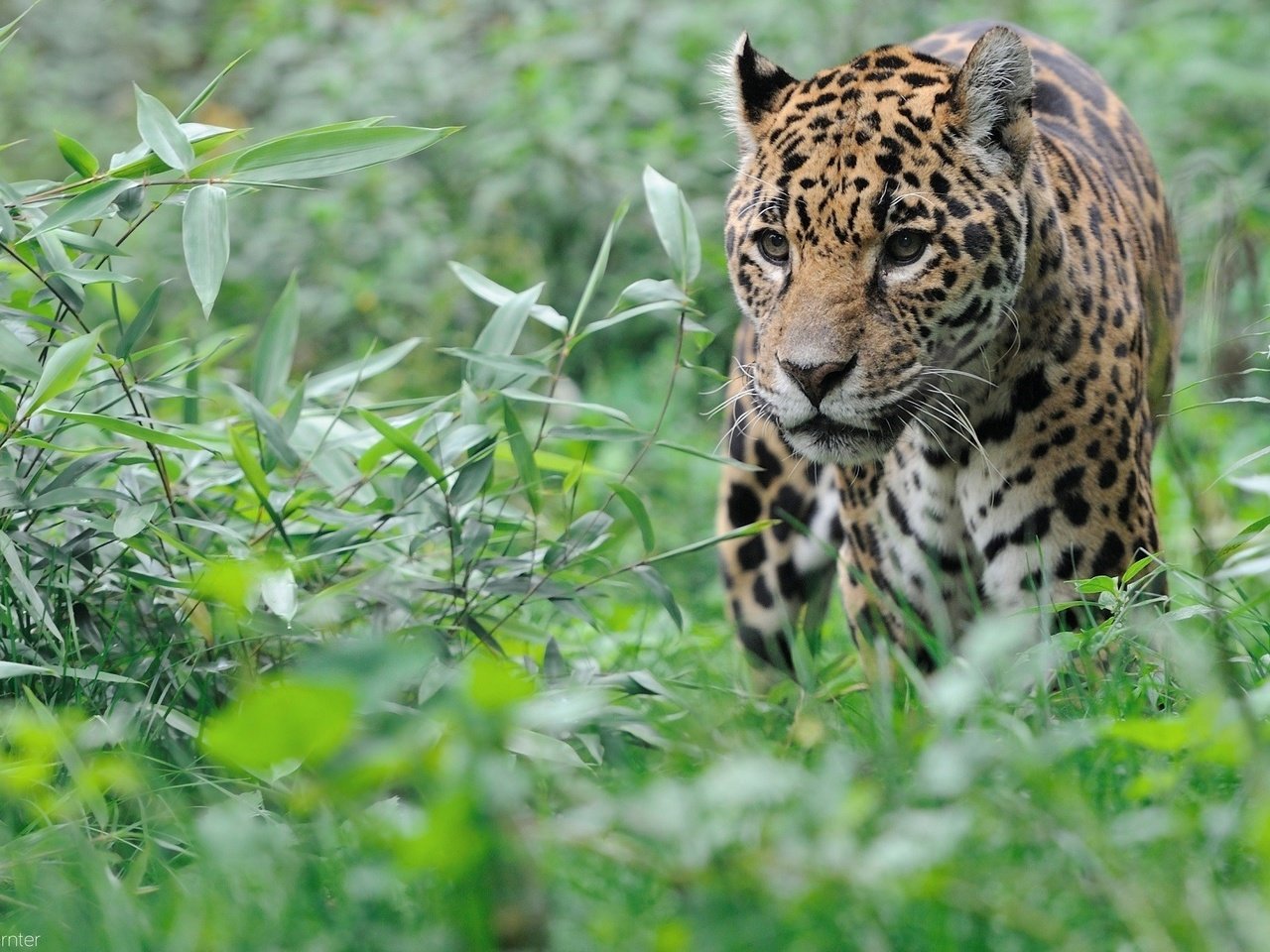 Обои трава, животные, кусты, леопард, большая кошка, большая кошкка, grass, animals, the bushes, leopard, big cat, big koshka разрешение 1920x1255 Загрузить