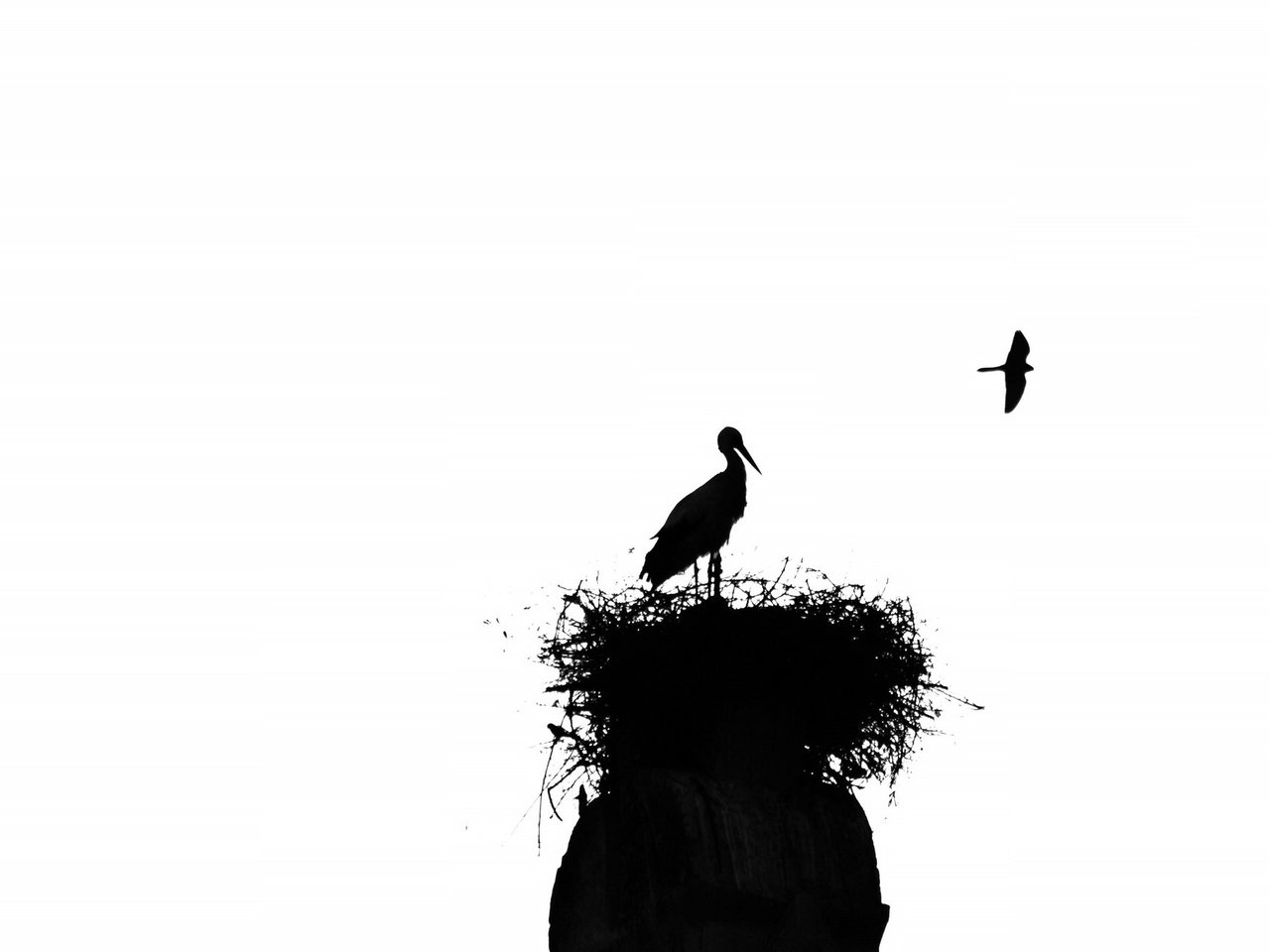 Обои птицы, силуэт, аист, гнездо, birds, silhouette, stork, socket разрешение 2048x1301 Загрузить