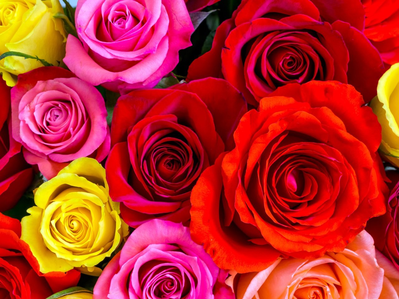 Обои цветы, крупным планом, бутоны, розы, разноцветные, красные, розовые, много, желтые, flowers, closeup, buds, roses, colorful, red, pink, a lot, yellow разрешение 5760x3840 Загрузить