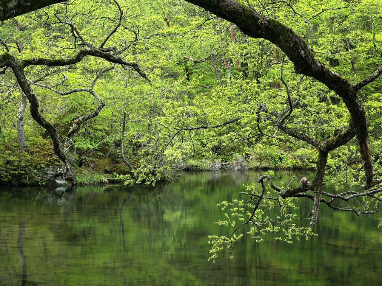 Обои деревья, вода, озеро, зелень, лес, ветки, водоем, trees, water, lake, greens, forest, branches, pond разрешение 5760x3840 Загрузить