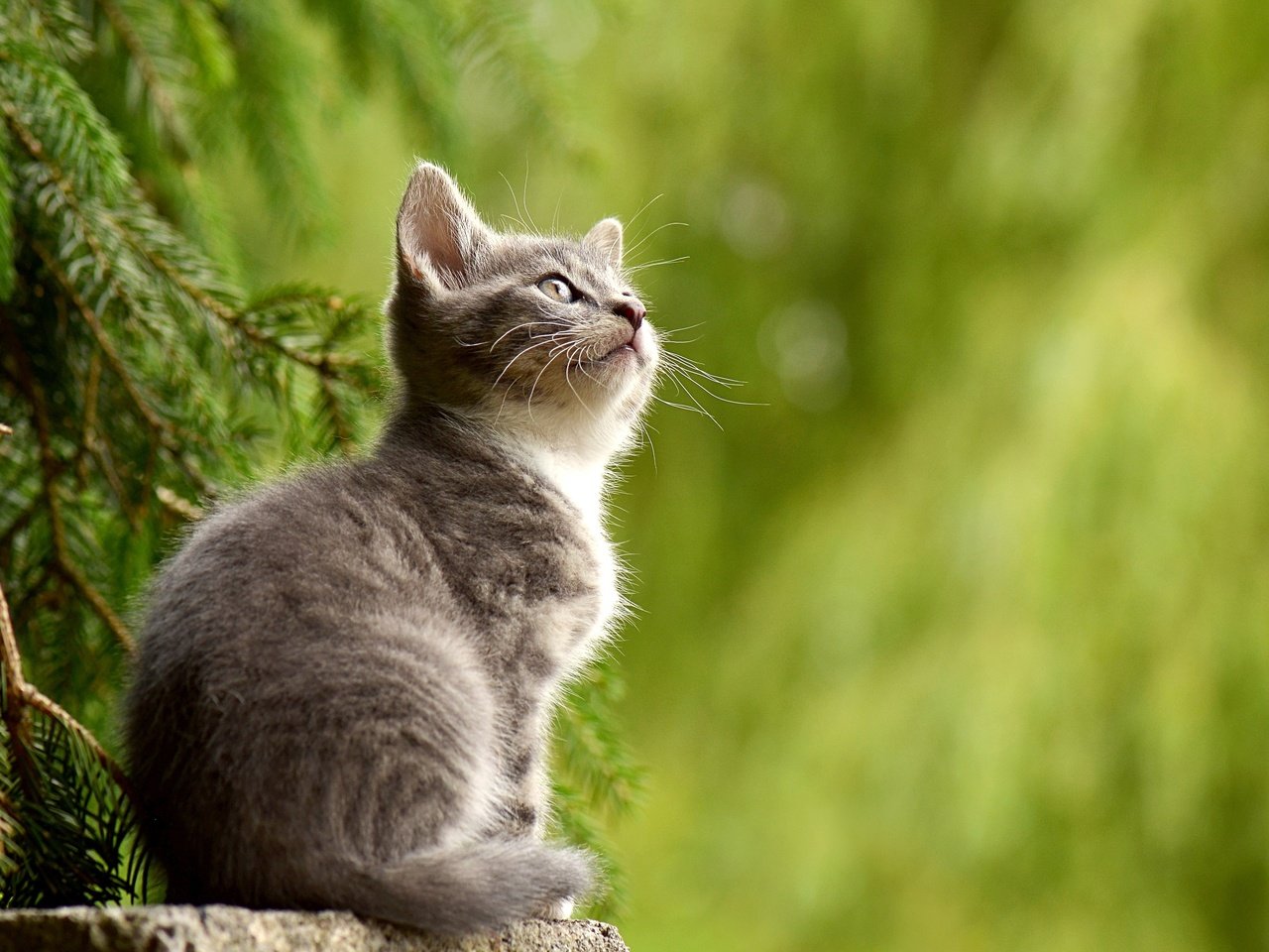 Обои елка, хвоя, ветки, кошка, котенок, ель, животное, tree, needles, branches, cat, kitty, spruce, animal разрешение 4928x3008 Загрузить