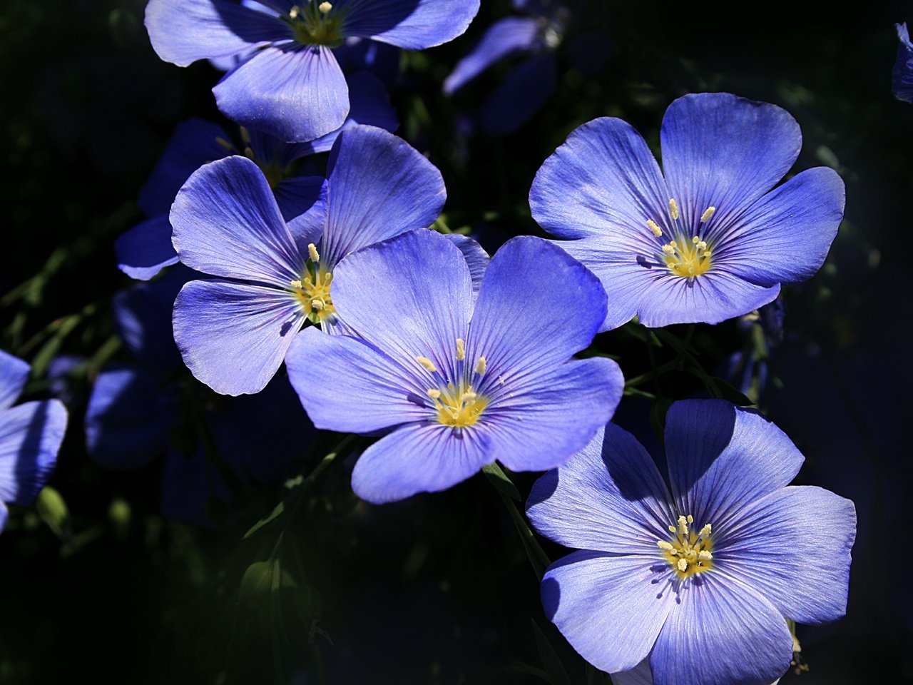 Обои цветы, макро, лепестки, лен, голубые цветы, flowers, macro, petals, len, blue flowers разрешение 3000x1916 Загрузить