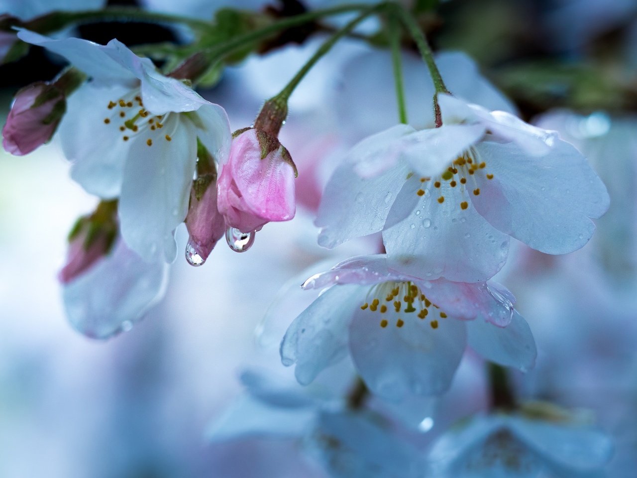 Обои цветение, макро, капли, весна, вишня, flowering, macro, drops, spring, cherry разрешение 2048x1280 Загрузить