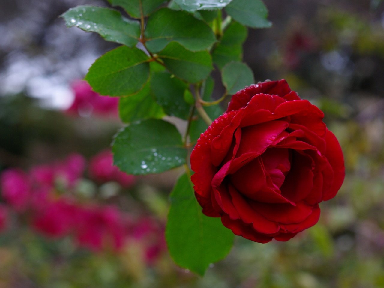 Обои макро, цветок, капли, роза, бордовый, macro, flower, drops, rose, burgundy разрешение 2048x1371 Загрузить