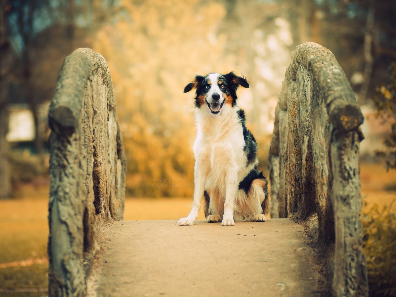 Обои мост, собака, друг, австралийская овчарка, bridge, dog, each, australian shepherd разрешение 2560x1556 Загрузить