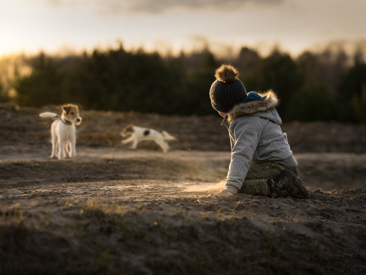 Обои песок, дети, ребенок, мальчик, собаки, джек-рассел-терьер, sand, children, child, boy, dogs, jack russell terrier разрешение 2048x1365 Загрузить