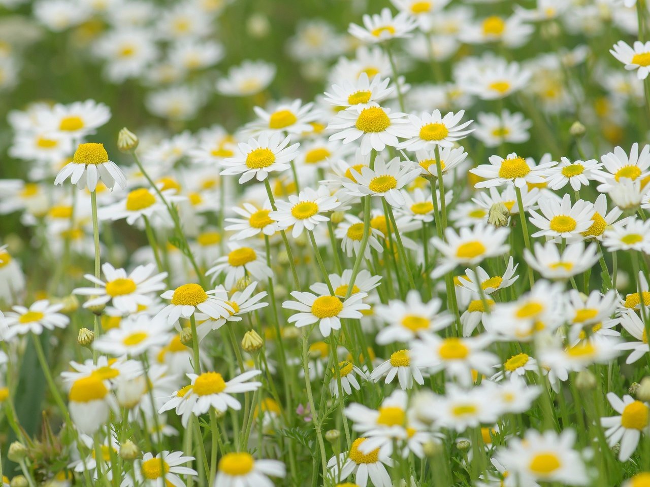 Обои цветы, природа, поле, луг, ромашки, flowers, nature, field, meadow, chamomile разрешение 2048x1360 Загрузить